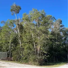 thumbnail for publication: Earleaf Acacia: An Invasive Threat to Florida